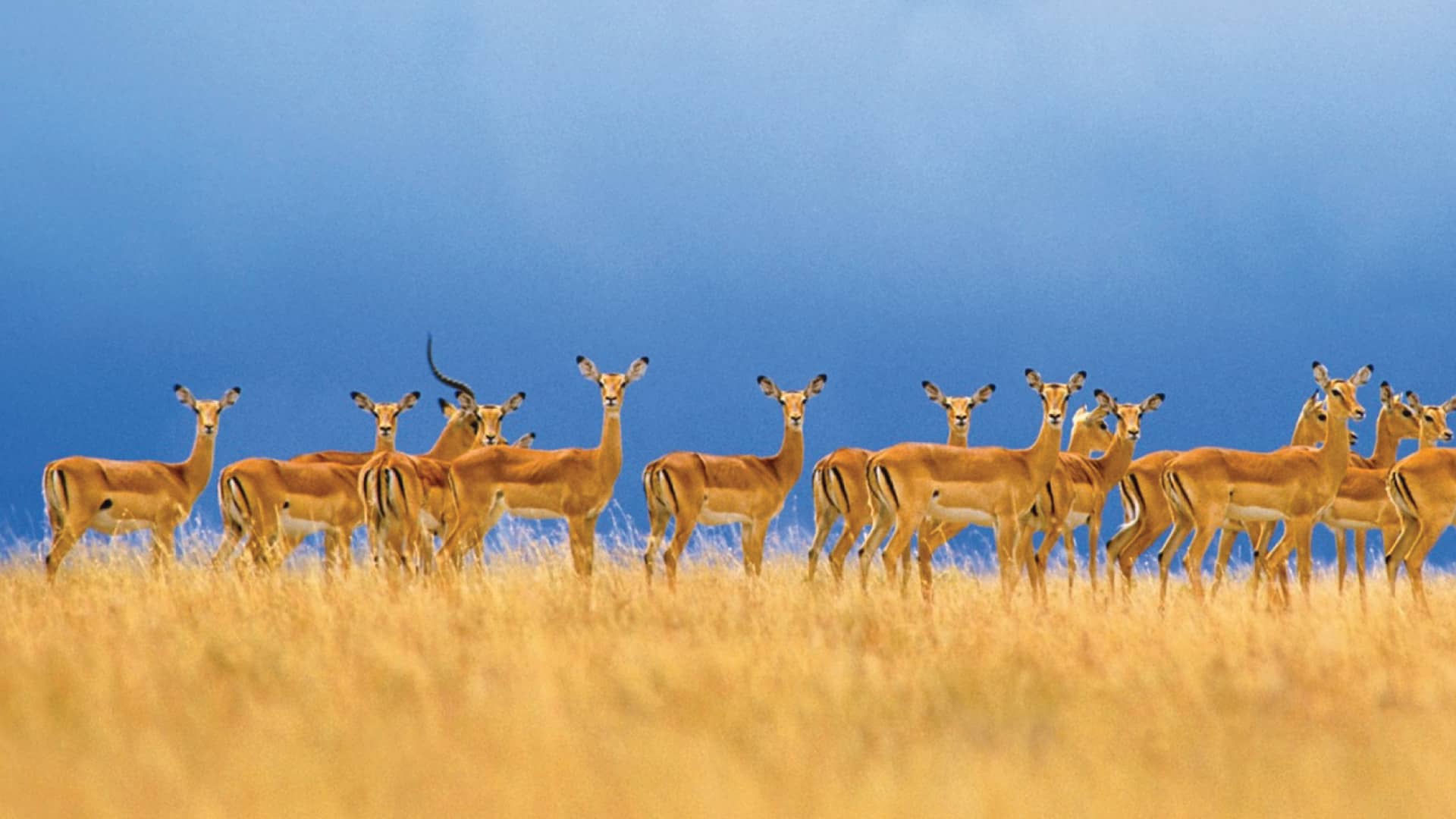 Tanzania