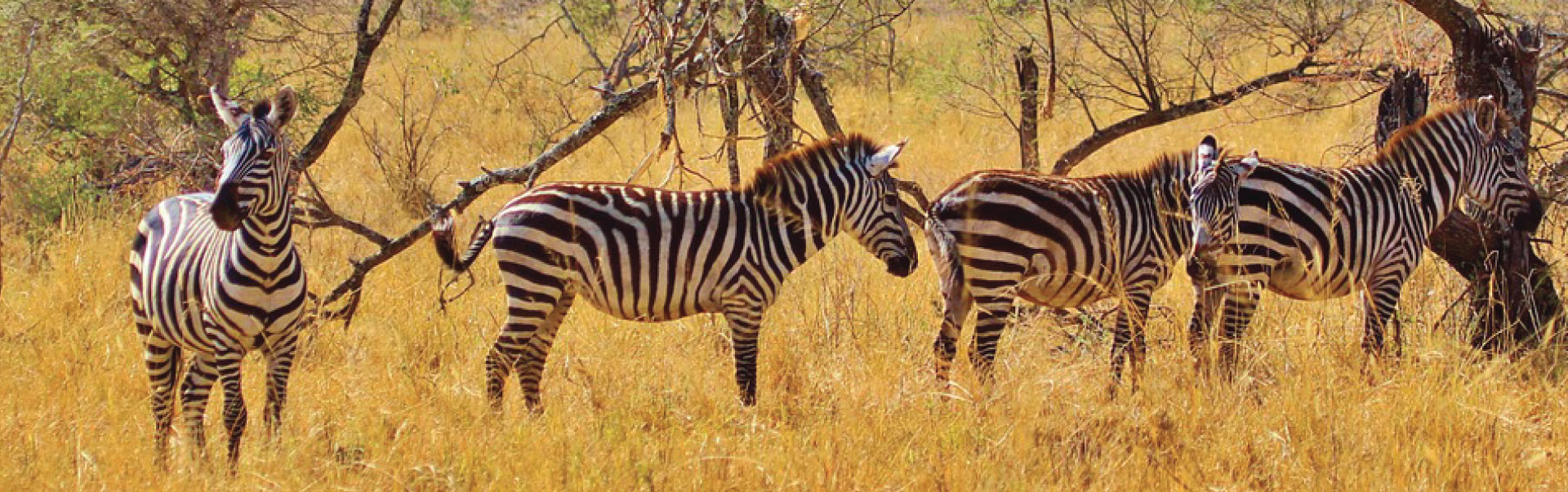 Safari Tours