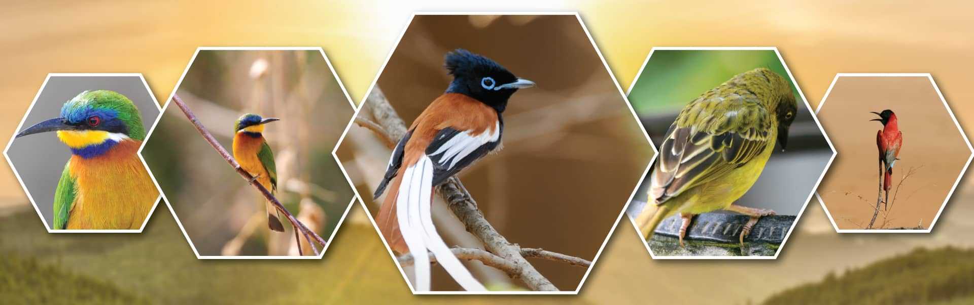 Bird Watching Tours
