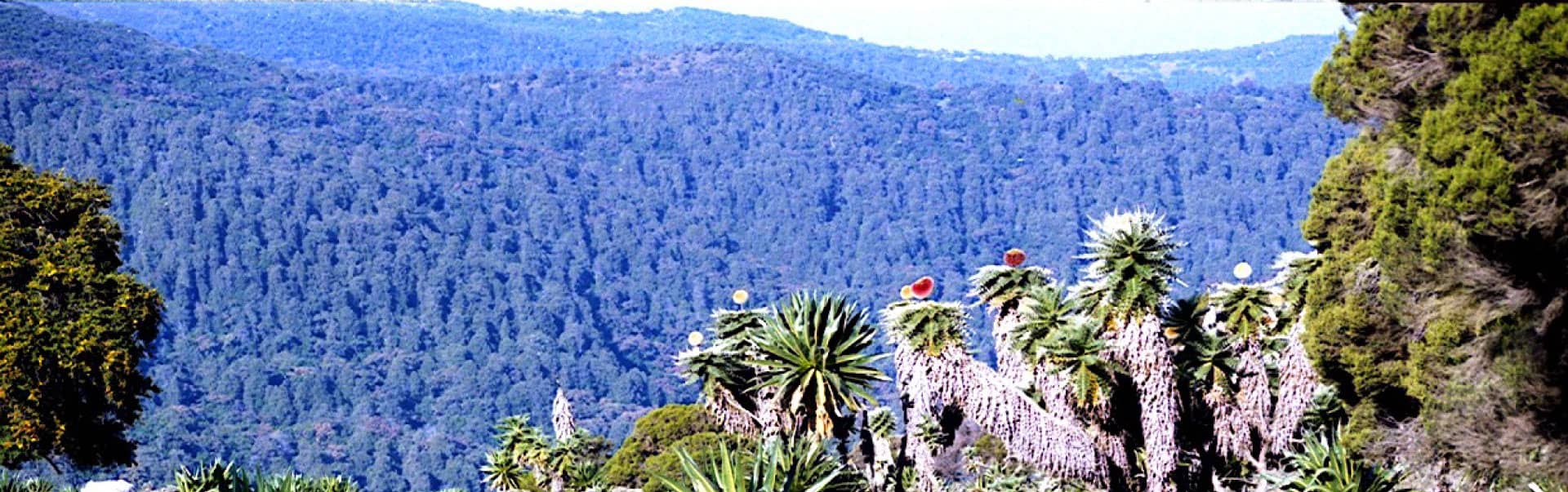 Bale Mountains National park Tour ETH20
