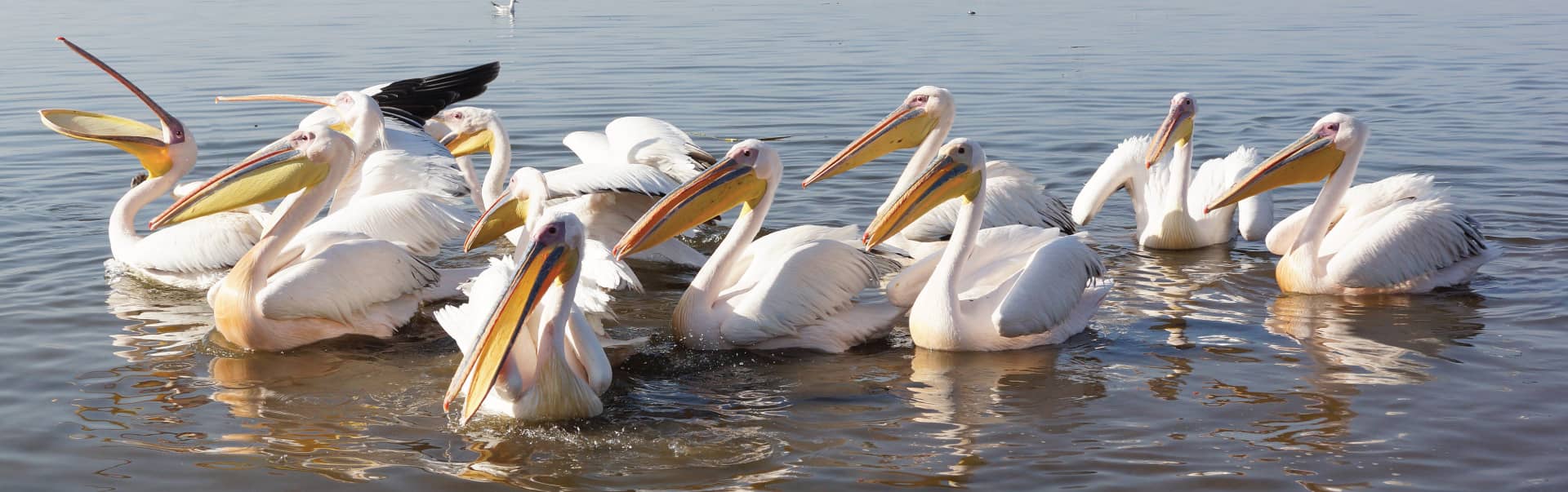 Batu or Lake Ziway Rift Valley Tour