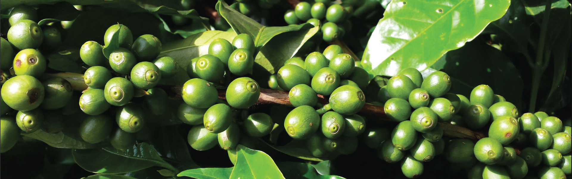 Yirgachafe Coffee Tour ETH21